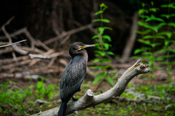 Fototapeta premium Wild birds in Danube Delta