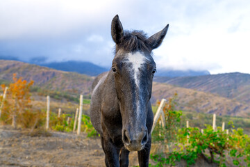 Fototapeta na wymiar Black horse close up image in grapeyard in mountains