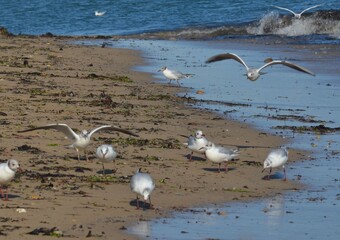 Laughing gull, Chroicocephalus ridibundus (Mouettes rieuses)