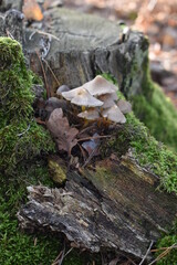 mushroom on a tree
