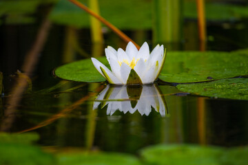 Water lilly flowers in the wild river