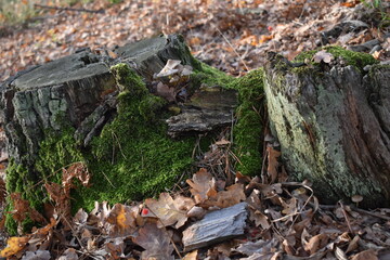 stump in the forest