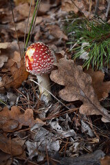 amanita muscaria fly agaric