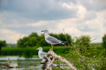Wild birds in Danube Delta, Romania