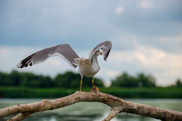 Wild birds in Danube Delta, Romania