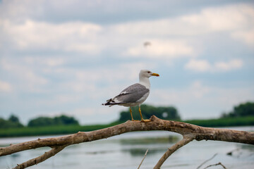 Wild birds in Danube Delta, Romania