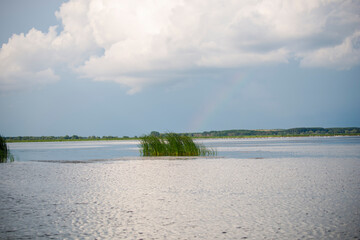 Wild birds in Danube Delta, Romania