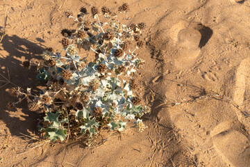 Dry prickly plant growing on sand in desert or beach