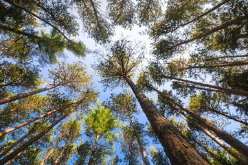 Cathedral Pines