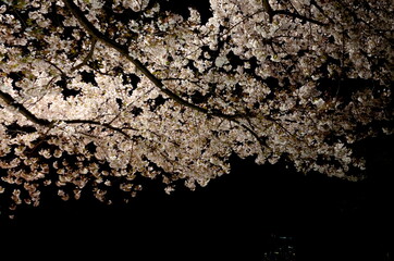 Sakura tree illuminated