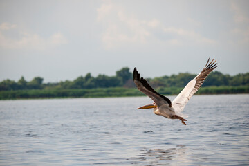 Wild birds in Danube Delta, Romania