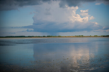 Wild birds in Danube Delta, Romania