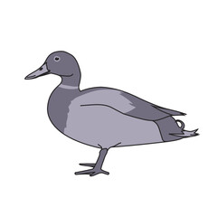 Mallard Duck Vector