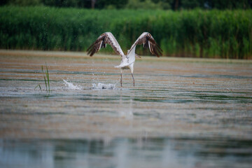 Wild birds in Danube Delta, Romania