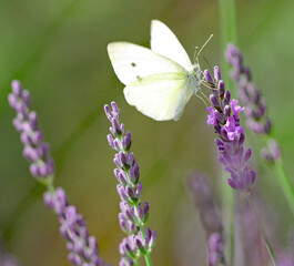 Bunte Schmetterlinge am Lavendel