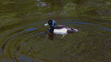 The black crested bird swims in the waters of the city pond in the Park in the summer