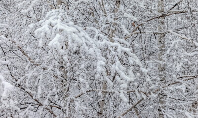 Tree branches in the snow close -up in winter. Background