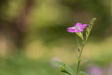 Fototapeta premium Beautiful Asystasia gangetica flower in a garden.commonly known as the Chinese violet,coromandel or creeping foxglove.