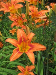 Orange tiger lilies in the garden