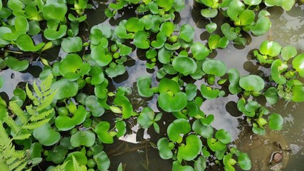 Green Water Hyacinth Eichhornia Crassipes on The Pond. Central Java Indonesia.