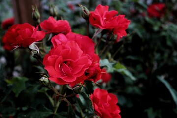 Rosa