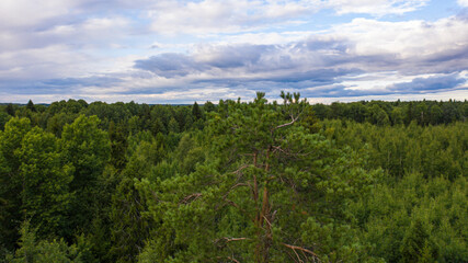 Fototapeta na wymiar photography of the tops of trees in the middle of a wild forest