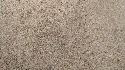 Rice Husks on The Floor. Central Java Indonesia.