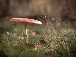 Mushroom