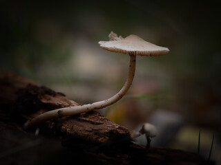Mushroom