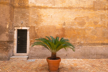 Green palm in pot against orange, burnt sienna, unmer terracotta, sand coloured background of...