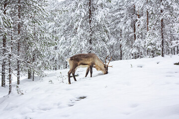 The deer in the snow of winter forest.