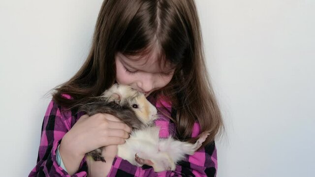 little girl holding a guinea pig on a white background