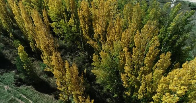 Oto&ntilde;o sobre chopos con drone 4k
