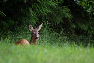 Roe deer in forest, Capreolus capreolus. Wild roe deer in nature.