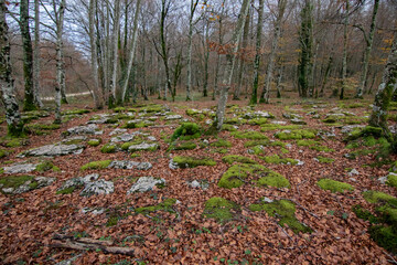 spring in the forest