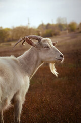 portrait of a goat