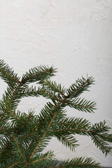A branch of green spruce on a background of white plaster.