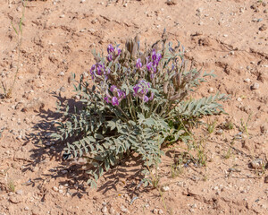 Crescent milkvetch (Astragalus amphioxys) is one of the many species in the locoweed genus - one of...