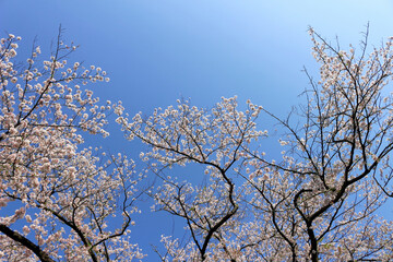 Clear blue sky and cherry blossoms