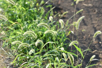 Green foxtail grass / Poaceae annual grass