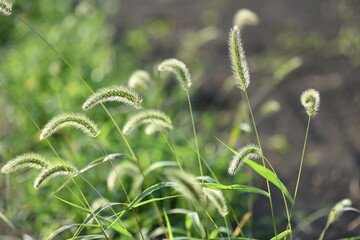 Green foxtail grass / Poaceae annual grass