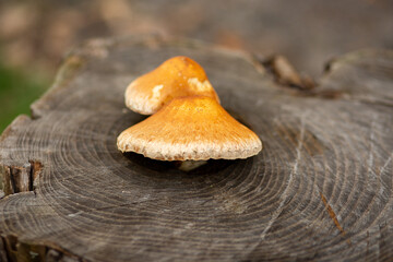 Mushrooms on an old tree stump. Natural back.