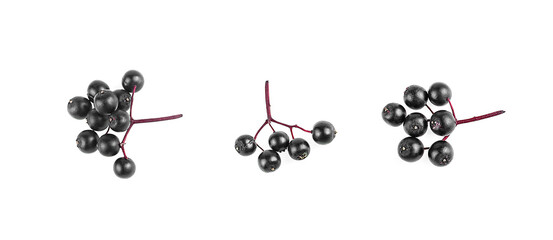 Twigs of elderberries isolated on a white background, top view. Sambucus. Fruit black elderberry.
