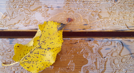.Yellow aspen leaf on a wooden board after the rain. Close-up. Place for your text. Selective focus