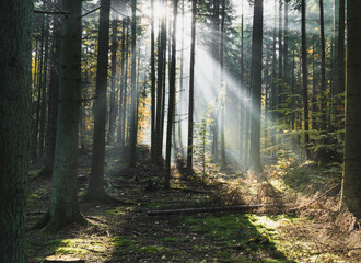 Słoneczny las o poranku © Jakub