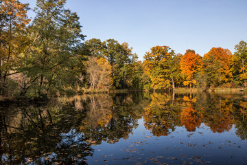 Autumn trees alley with colorful leaves in the park