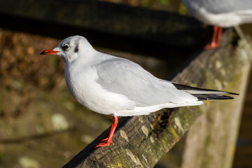 Young Black Headed Gull Perched on a Wooden Rail