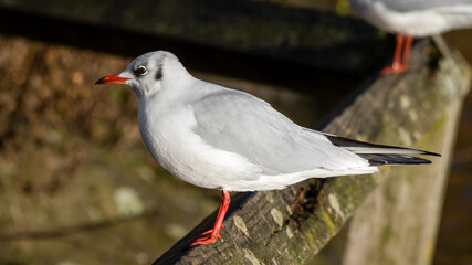 Young Black Headed Gull Perched on a Wooden Rail