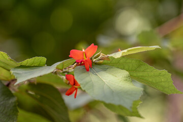 Beautiful Asystasia gangetica  flower in a garden.commonly known as the Chinese violet,coromandel or creeping foxglove.