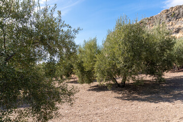 Agricultural Cultivation of Olive Trees
